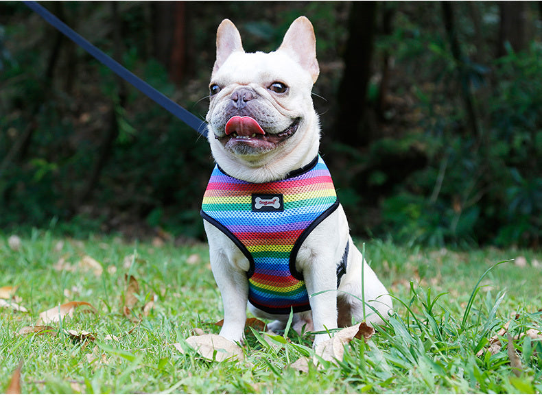 Dog Rainbow chest strap